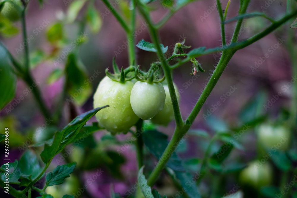Fototapeta premium Organic green tomatoes. Selective focus. Copy space.