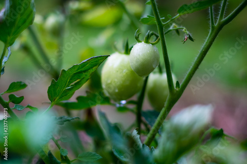 Organic green tomatoes. Selective focus. Copy space.