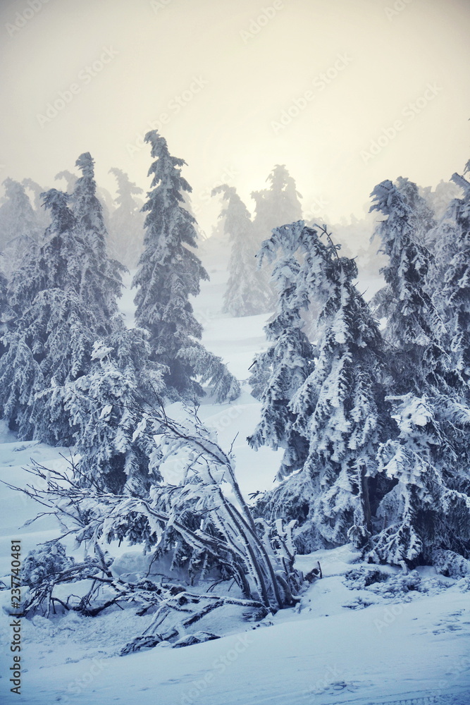 Obraz premium Trees branches bent under weight of snow and hoarfrost in beautiful snowy foggy winter landscape, Krkonose Mountains, Czech Republic, freezing weather forecast concept