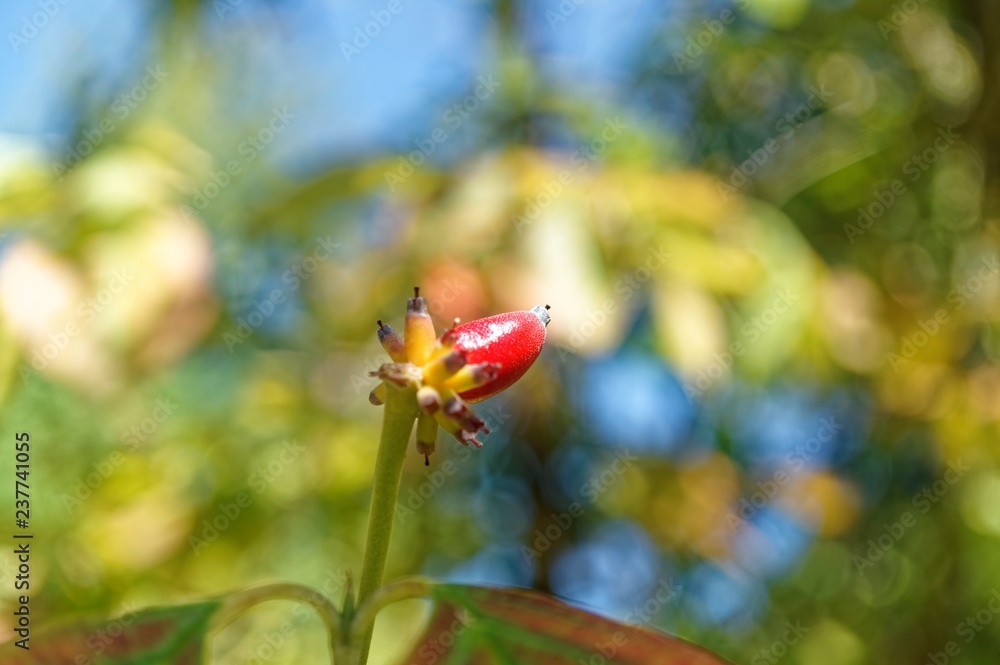 Red Fruit Red Fruit