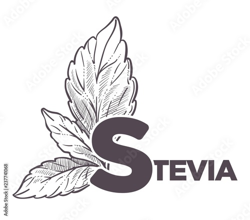 Stevia natural sweetener, leaf put in drink cup vector.