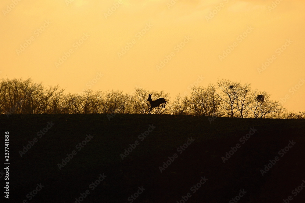 the deer in the sunset