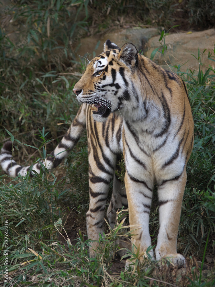 Obraz premium みんなの動物たち
