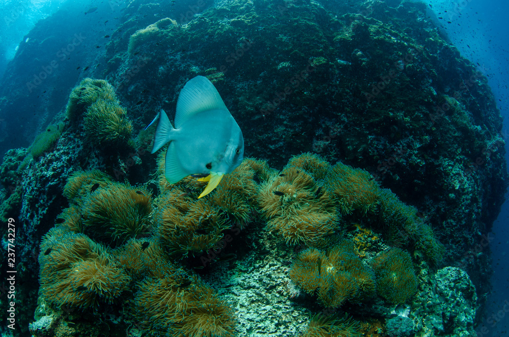 Fototapeta premium Orbicular Batfish, Platax orbicularis in tropical coral reef coverd with sea anemone