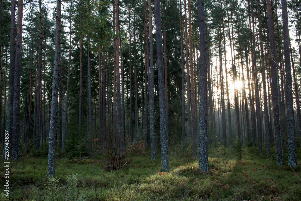 A dark forest with a dim sunset in the background A dark forest with a dim sunset in the background