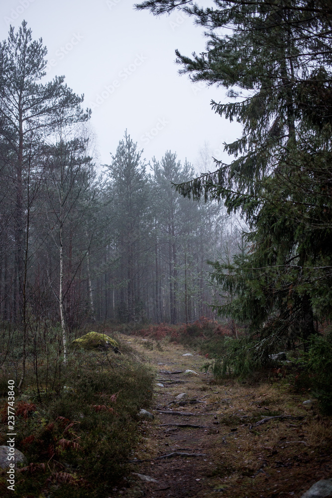 Fototapeta premium Small walking path in a misty forest
