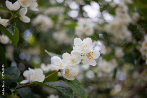 Blooming jasmine bush