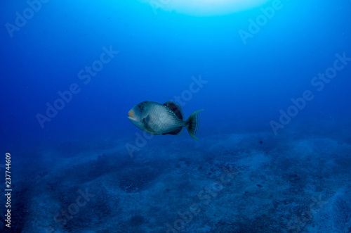 Yellowmargin/yellowface triggerfish (Pseudobalistes flavimarginatus) patrolling its territory on the coral reefs of Koh Tao, Thailand photo