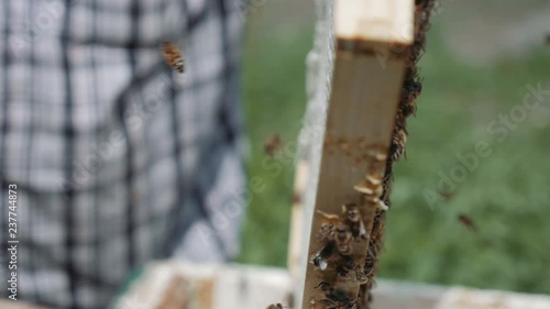 Beekeeper Brushing Brood Chamber Frame 2 photo