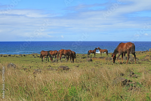 Group of wild horses grazing at seaside of Pacific ocean on Easter island  Chile  South America 