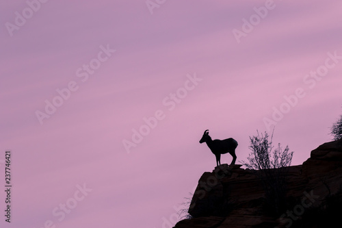 Desert Bighorn Sheep Ewe Silhouetted at Sunrise