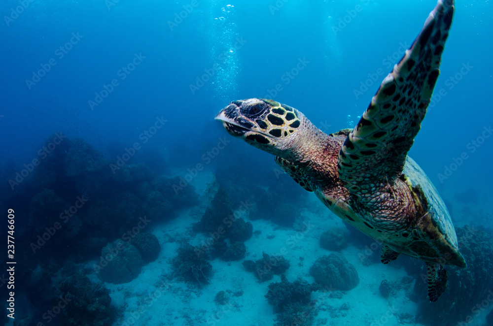 Obraz premium Hawksbill sea turtle, Eretmochelys imbricata