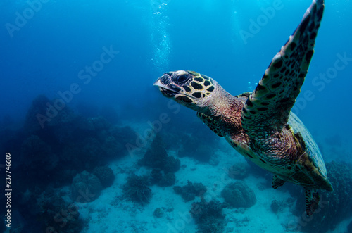 Hawksbill sea turtle, Eretmochelys imbricata © Krzysztof Bargiel