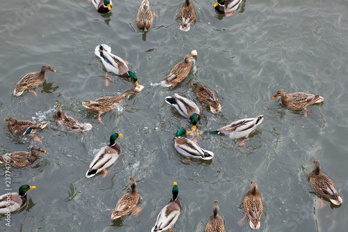 Ducks on the river
