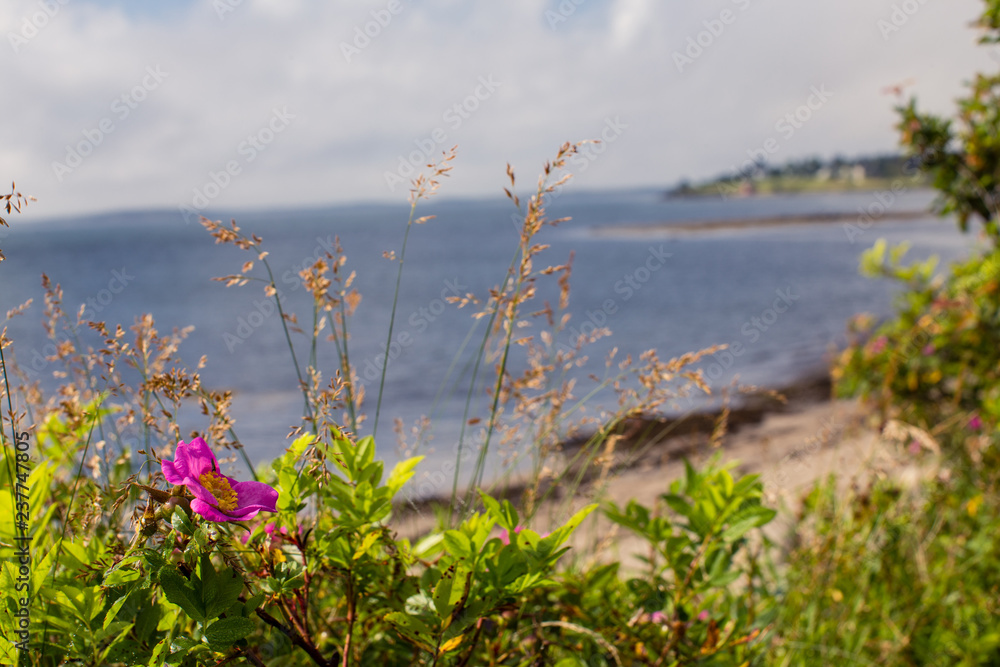 flowers with the beach backgroup