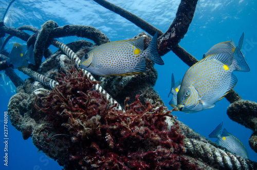 A pack of Gold saddle Rabbitfish (Siganus guttatus) among the entangled ropes and anchor lines on the reefs of Koh Tao, Thailand photo