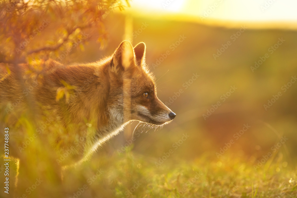 Wild red fox Vulpes Vulpes evening sunset - obrazy, fototapety, plakaty 