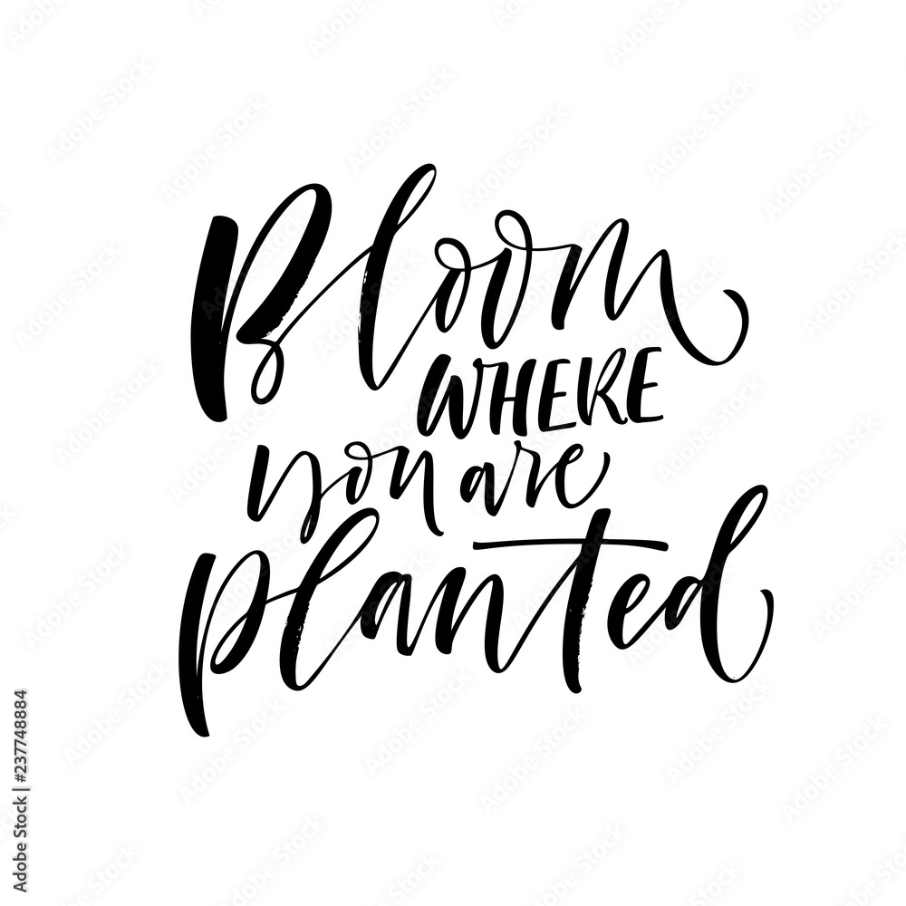 Bloom where you are planted card. Hand drawn modern calligraphy. Vector ink illustration. Bloom where you are planted card. Hand drawn modern calligraphy. Vector ink illustration.