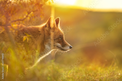 Wild red fox Vulpes Vulpes evening sunset photo