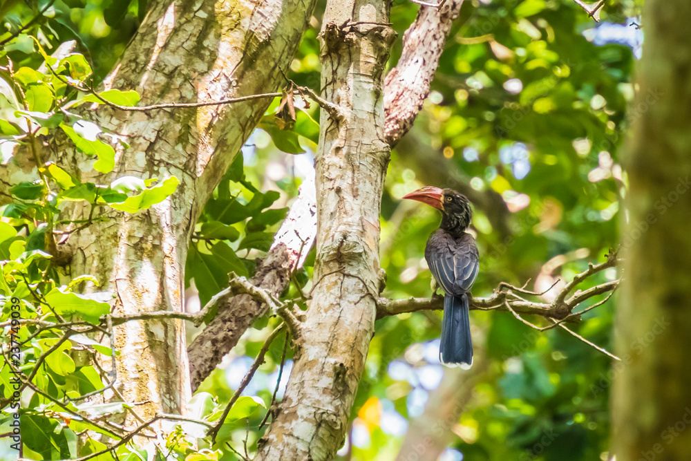 The african crowned hornbill Lophoceros alboterminatus bird perched in a dense green jungle forest