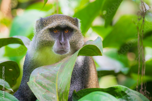 Sticker Wild blue or diademed monkey Cercopithecus mitis primate in a evergreen montane