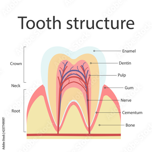 The structure of human teeth. The structure of the inside cross-section of the tooth. Vector illustration.