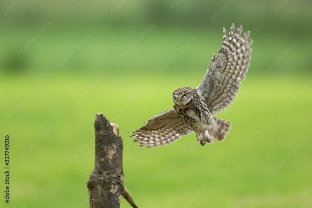 Fototapeta premium Little owl, Athene noctua, bird of prey in flight
