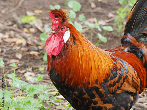 L'Appenzelloise huppée, une race de poule Suisse d'ornement photo