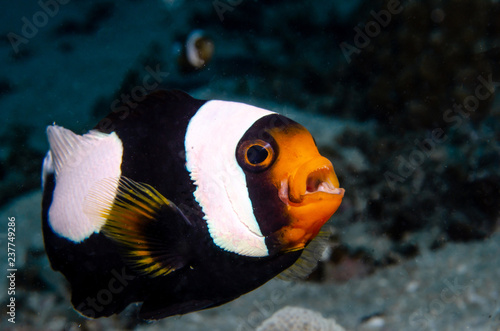 Saddleback Clownfish, Amphiprion Polymnus