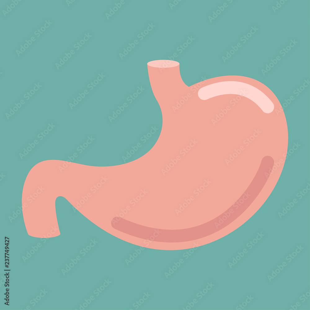 Human stomach icon. Digestive system anatomy. Human internal organs symbol. Vector illustration. Human stomach icon. Digestive system anatomy. Human internal organs symbol. Vector illustration.