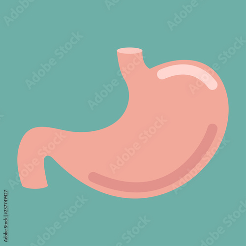 Human stomach icon. Digestive system anatomy. Human internal organs symbol. Vector illustration.