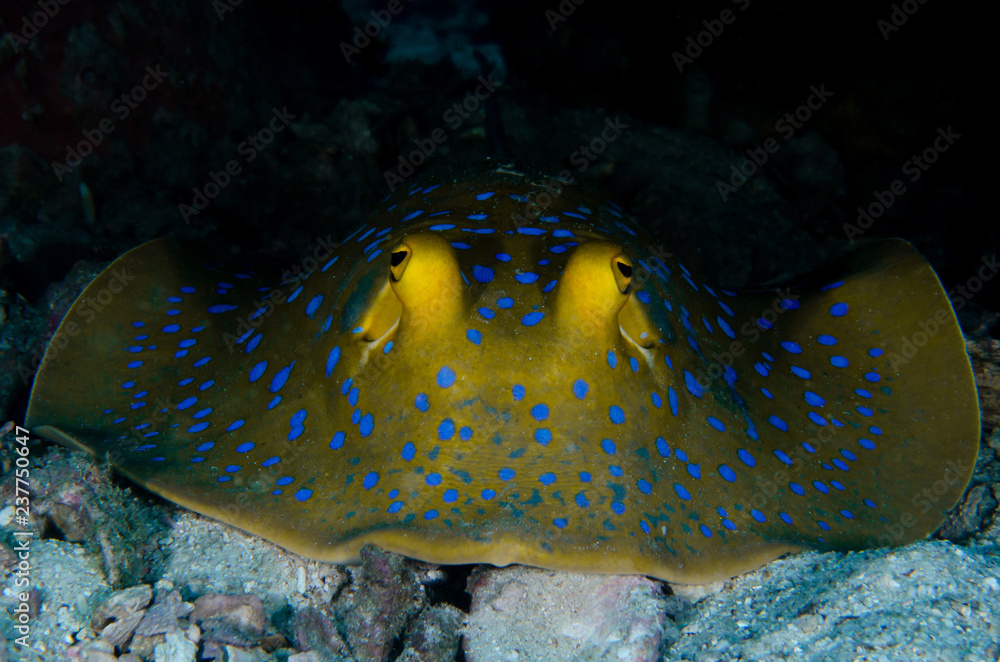 Obraz premium Bluespotted Ribbontail Ray, Taeniura lymma
