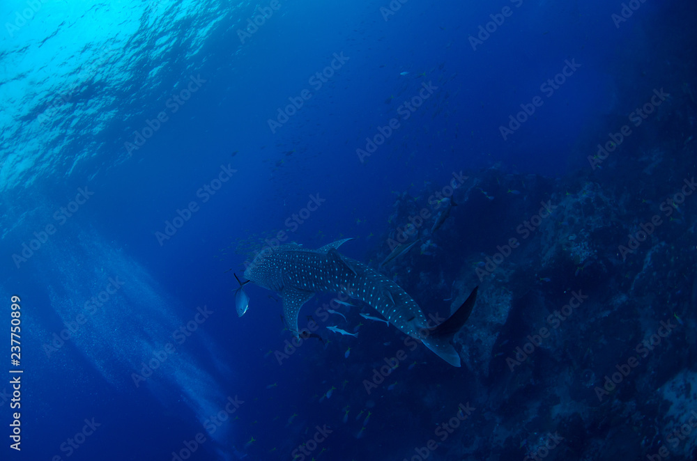 Fototapeta premium Whale Shark, Rhincodon Typus