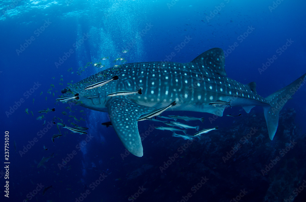 Fototapeta premium Whale Shark, Rhincodon Typus