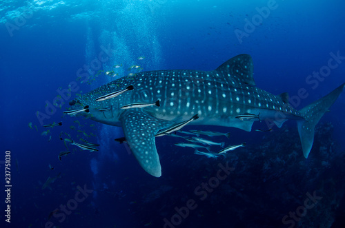Whale Shark, Rhincodon Typus