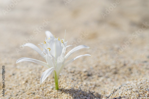 Lily pinned on sand at the beach