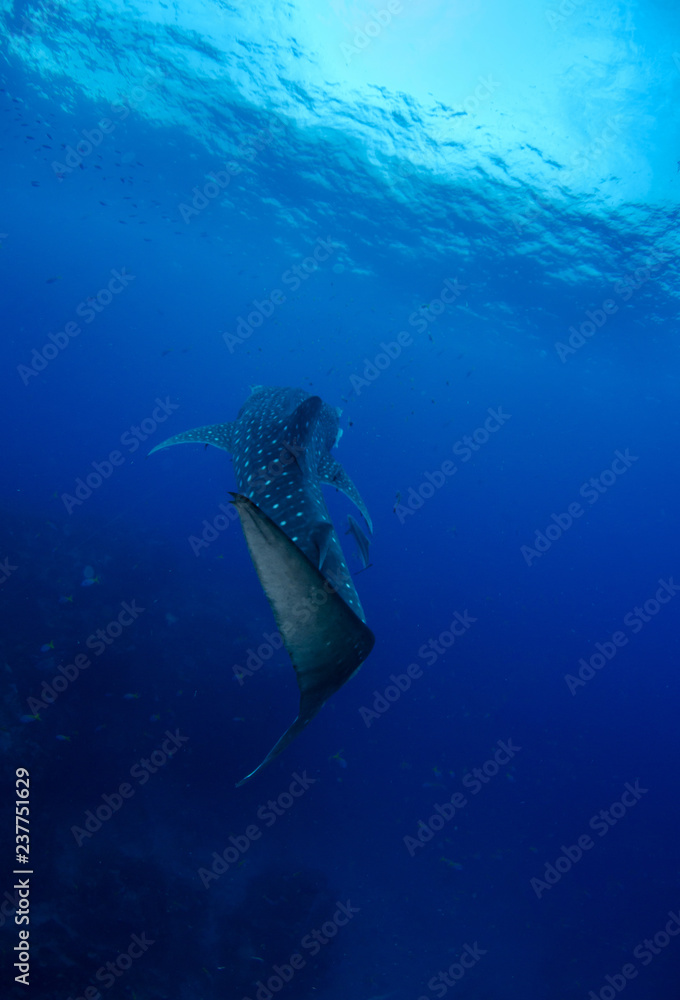 Fototapeta premium Whale Shark, Rhincodon Typus
