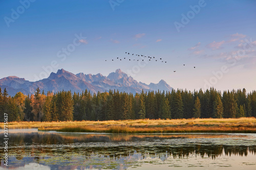Flock of birds flying over lake