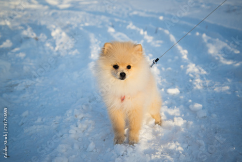 Pomeranian Dog on snow 