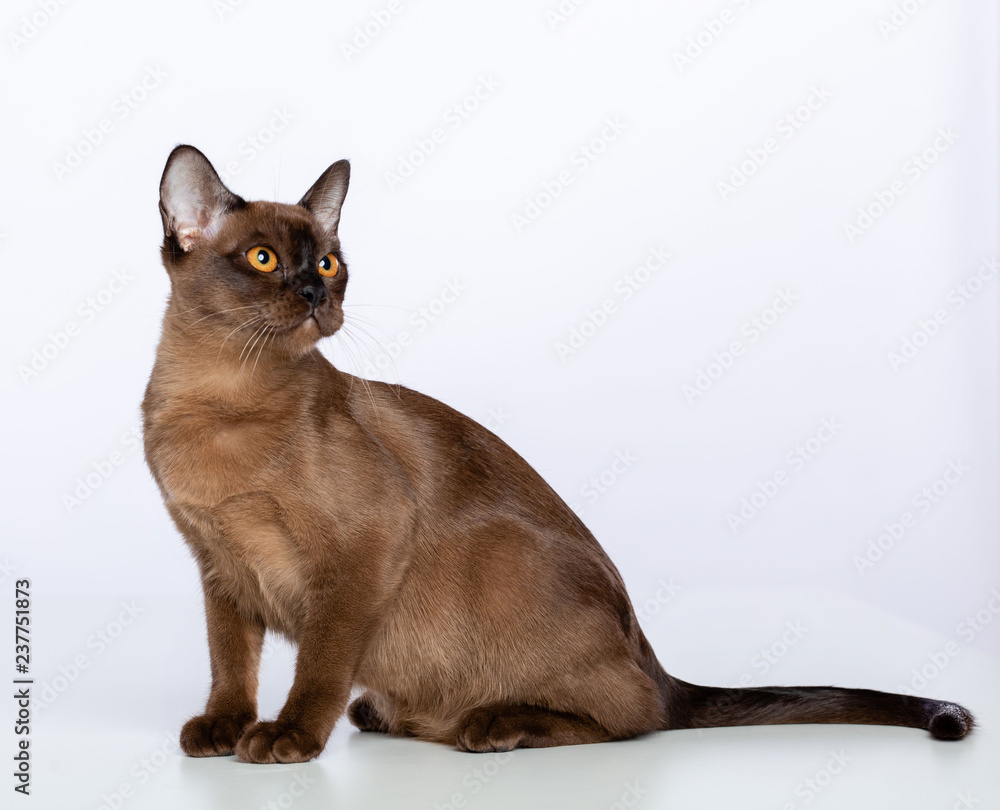 Burmese cat isolated on White Background in studio