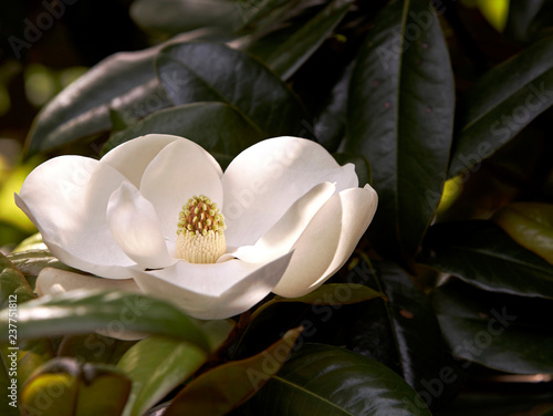 White blooming flower