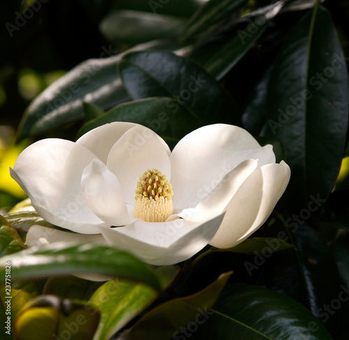 White blooming flower
