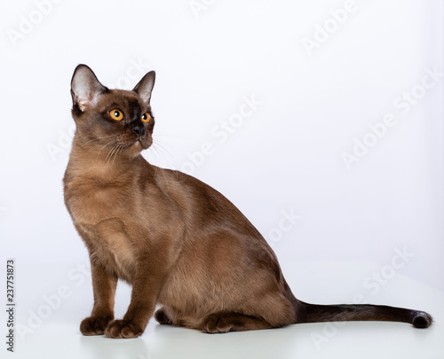 Tablou pe pânză Burmese cat isolated on White Background in studio