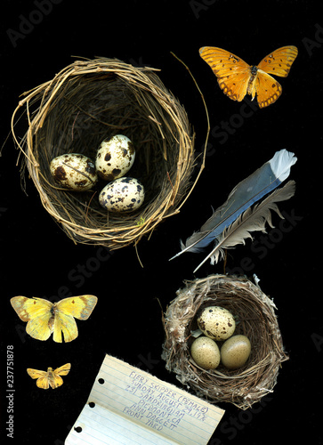 Spotted eggs in nests