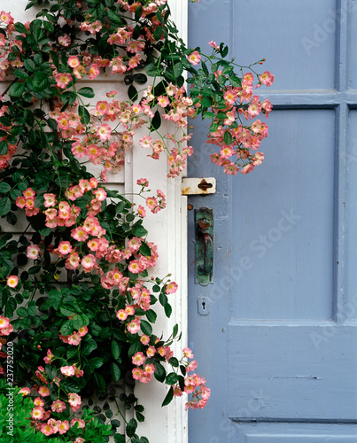 Blooming flowers at wooden house