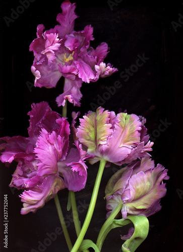 Blooming flower of Iris