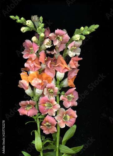 Blooming flowers of Gladiolus