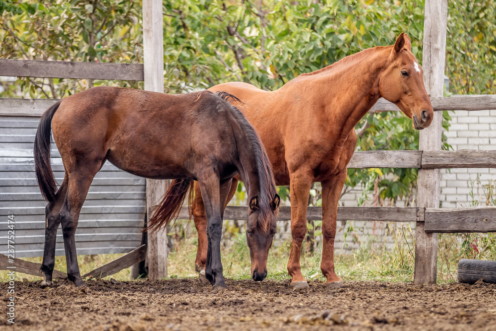 Beautiful horses walk in the paddock in the summer Beautiful horses walk in the paddock in the summer