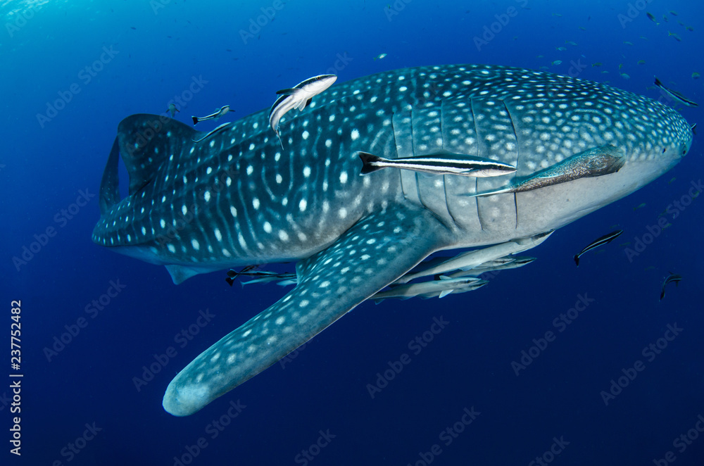 Naklejka premium Whale Shark, Rhincodon Typus