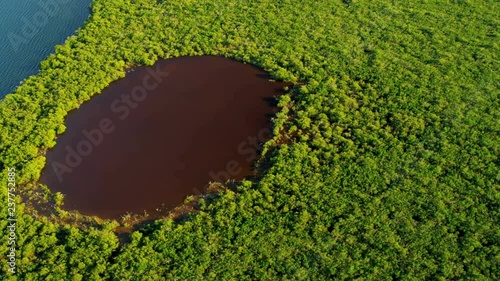 Aerial waters within the mangrove thickets are nurseries for fish mollusk and crustacean larvae that require sheltered environment 
